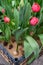 Unopened red tulips with bulbs in young juicy greens in sandy soil in box grown for sale for holiday and landscaping of city parks