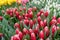 Unopened red and white fringed tulips close up in young greenery on blurred background. Blooming spring backgdrop for your design