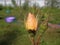 Unopened rose Bud macro in summer