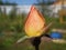 Unopened rose Bud macro in summer