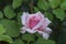 Unopened rosebud of pink rose