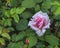 Unopened rosebud of pink rose. Summer landscape