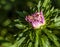 unopened tender bud of a light purple aster in the garden