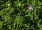 unopened tender bud of a light purple aster in the garden