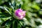 Unopened tender bud of a light purple aster in the garden