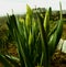 Unopened Tulip buds in the garden