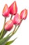 Unopened tulip flowers