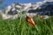 Unopened Tulip in the foreground, mountains in the background