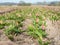 Unopened tulips in a bulb field