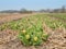 Unopened tulips in a bulb field