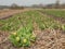 Unopened tulips in a bulb field