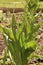 Unopened tulips grow in the flowerbed on a sunny day.