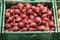 Unpacked loose red onions in green plastic box on display in organic super market