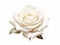 Unparalleled Beauty: An Exquisite White Rose Captured in Full Bloom