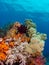 Unparalleled levels of marine diversity. Misool, Raja Ampat, Indonesia