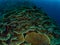Unparalleled levels of marine diversity. Misool, Raja Ampat, Indonesia