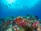 Unparalleled levels of marine diversity. Misool, Raja Ampat, Indonesia