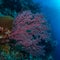 Unparalleled levels of marine diversity. Misool, Raja Ampat, Indonesia