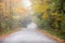 Unpaved country road through a deciduous forest on a misty autum morning