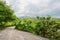 Unpaved country road in fruit trees on cloudy spring day