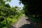 Unpaved footpath in weeds and trees of sunny summer afternoon