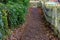 Unpaved muddy path with fallen leaves between fence and green plants