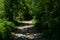 Unpaved path in shaded woods on sunny summer day