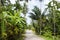 Unpaved road along trees Koh Pha Ngan Thailand