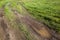 unpaved road with different plants growing on the side of the road