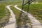 unpaved road with different plants growing on the side of the road