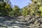 Unpaved road lined up with Juniper and Pine trees in the Panamint Mountain Range, Death Valley National Park, California