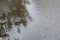 Unpaved road with many small pebbles, wet from rain, with shallow puddle with ripples on water and reflection of tree branches