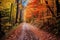 unpaved trail winding through colorful fall woods