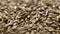Unpeeled Barley  grains in rotation. Macro video