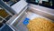 Unpeeled potatoes falling into metal container in a food facility.