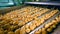Unpeeled potatoes moving on a food plant conveyor while sorting.
