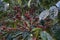 Unpicked coffee berries in Nicaragua