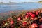 Unpicked Cranberries and Flooded Field