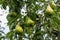 Unpicked fresh organic green unripe pears with natural leaves background