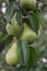 Unpicked fresh organic green unripe pears with natural leaves background