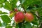 Unpicked fresh organic red and green apples with natural leaves background