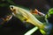 Unpretending freshwater dwarf fish Endler guppy, Poecilia wingei, adult males courtship a female