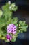 Unpretentious, but unusually beautiful Pelargonium ivyplastic ampel selective focus