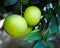 Unrape Spanish grapefruit on a tree