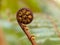 Unravelling fern frond