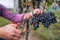 Unrecogniazble man worker collecting grapes in vineyard in autumn, harvest concept.