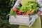 Unrecognisable female farmer holding crate full of freshly harvested vegetables in her garden. Homegrown bio produce concept.