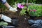 Unrecognisable female gardener holding beautiful flower ready to be planted in a garden. Gardening concept. Garden Landscaping.