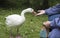 Unrecognisable female hand feeding the ducks