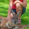 Unrecognisable woman petting a sleepy kangaroo